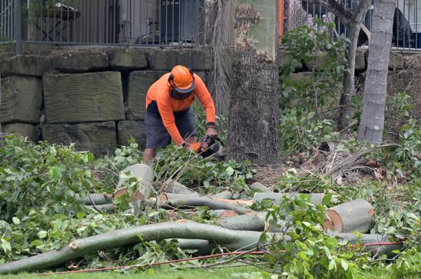 Belhaven, NC Tree Care Services Company