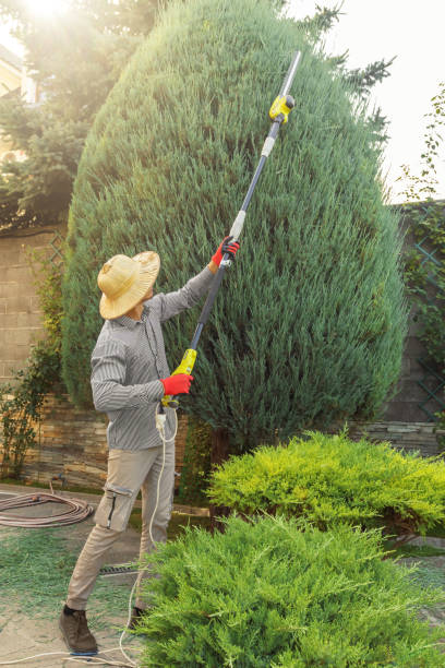 How Our Tree Care Process Works  in  Belhaven, NC