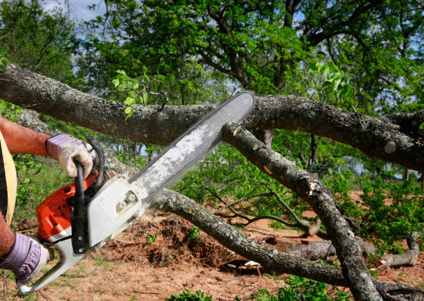 Lawn Renovation and Restoration in Belhaven, NC